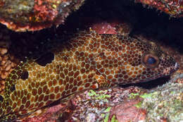 Слика од Epinephelus spilotoceps Schultz 1953