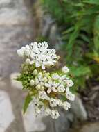 Image of Texas milkweed