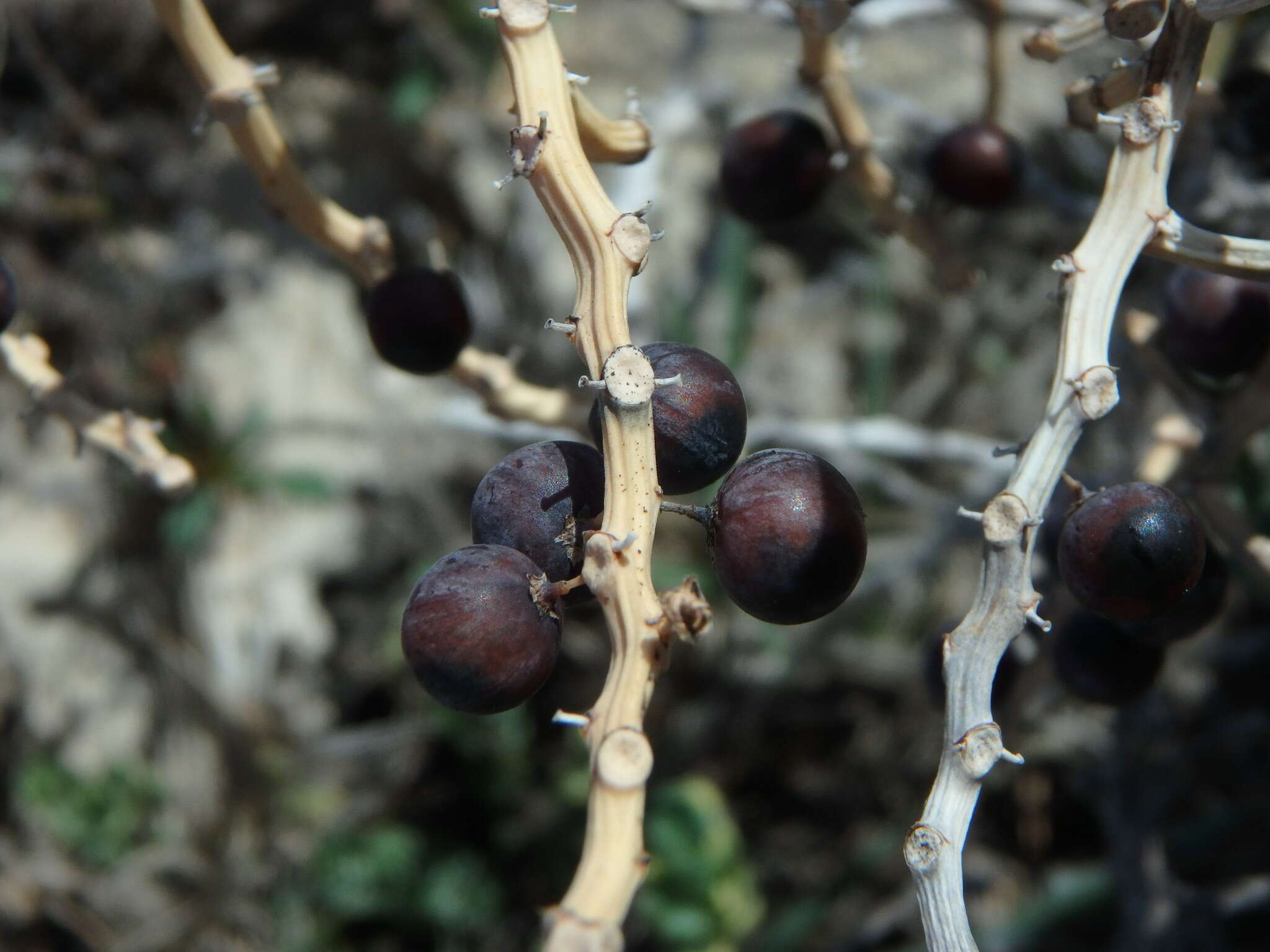 Image of Asparagus horridus L.