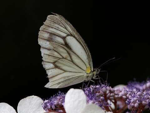 Sivun Pieris extensa Poujade 1888 kuva