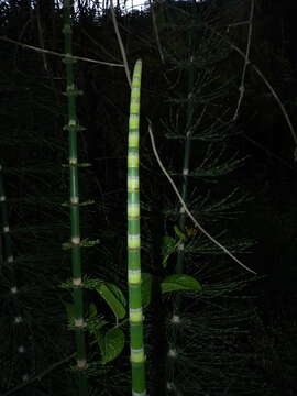 Image of Southern Giant Horsetail