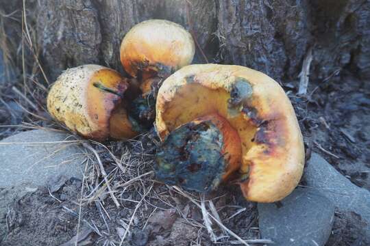 Слика од Buchwaldoboletus sphaerocephalus (Barla) Watling & T. H. Li 2004