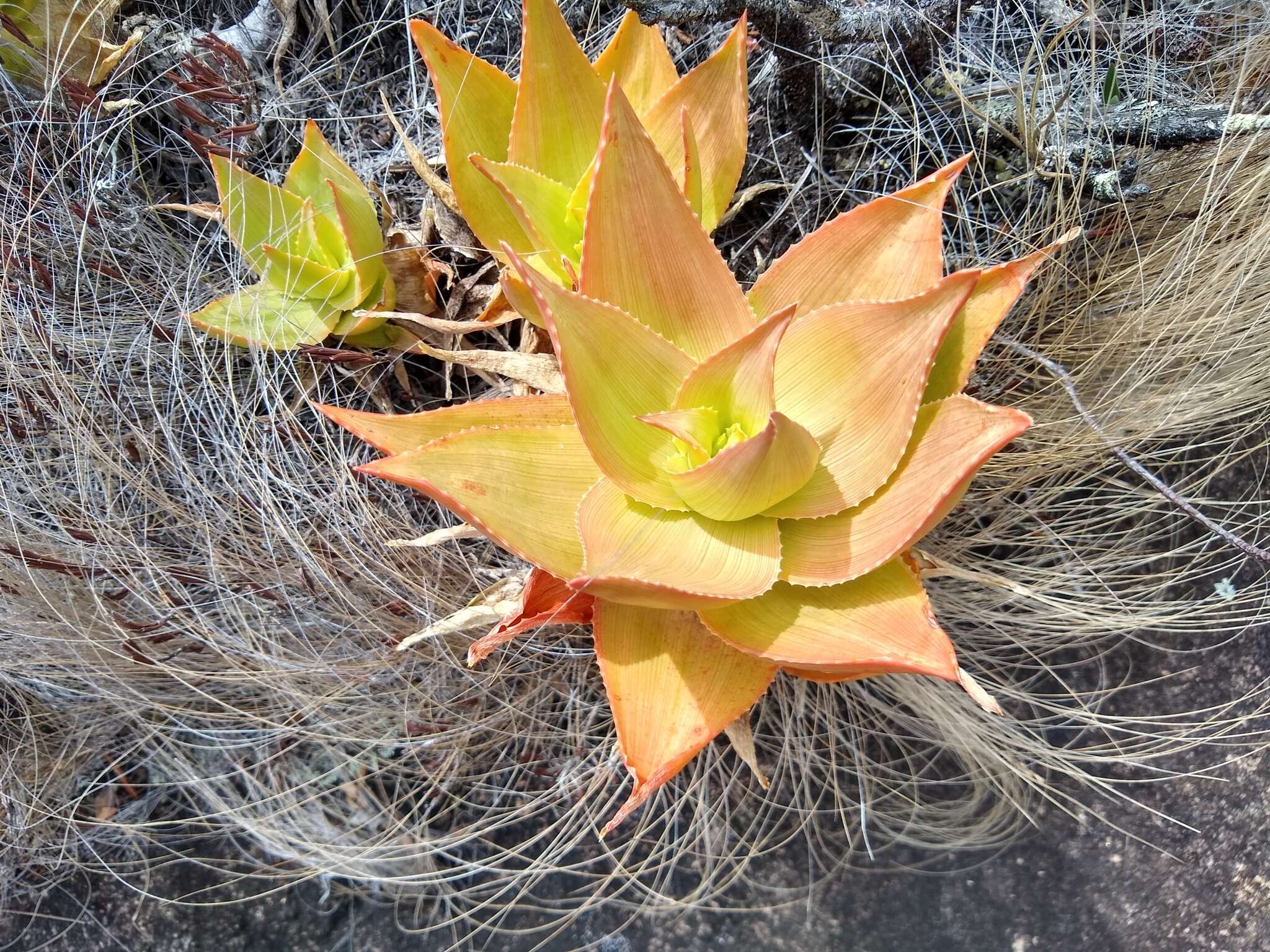 Aloe deltoideodonta var. fallax J.-B. Castillon resmi