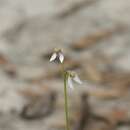 Image of Eriochilus dilatatus subsp. brevifolius (Benth.) Hopper & A. P. Br.