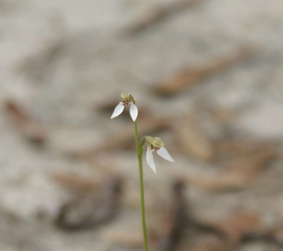 Eriochilus dilatatus subsp. brevifolius (Benth.) Hopper & A. P. Br.的圖片