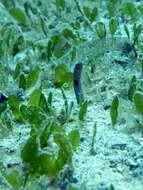 Image of Black spotted garden eel