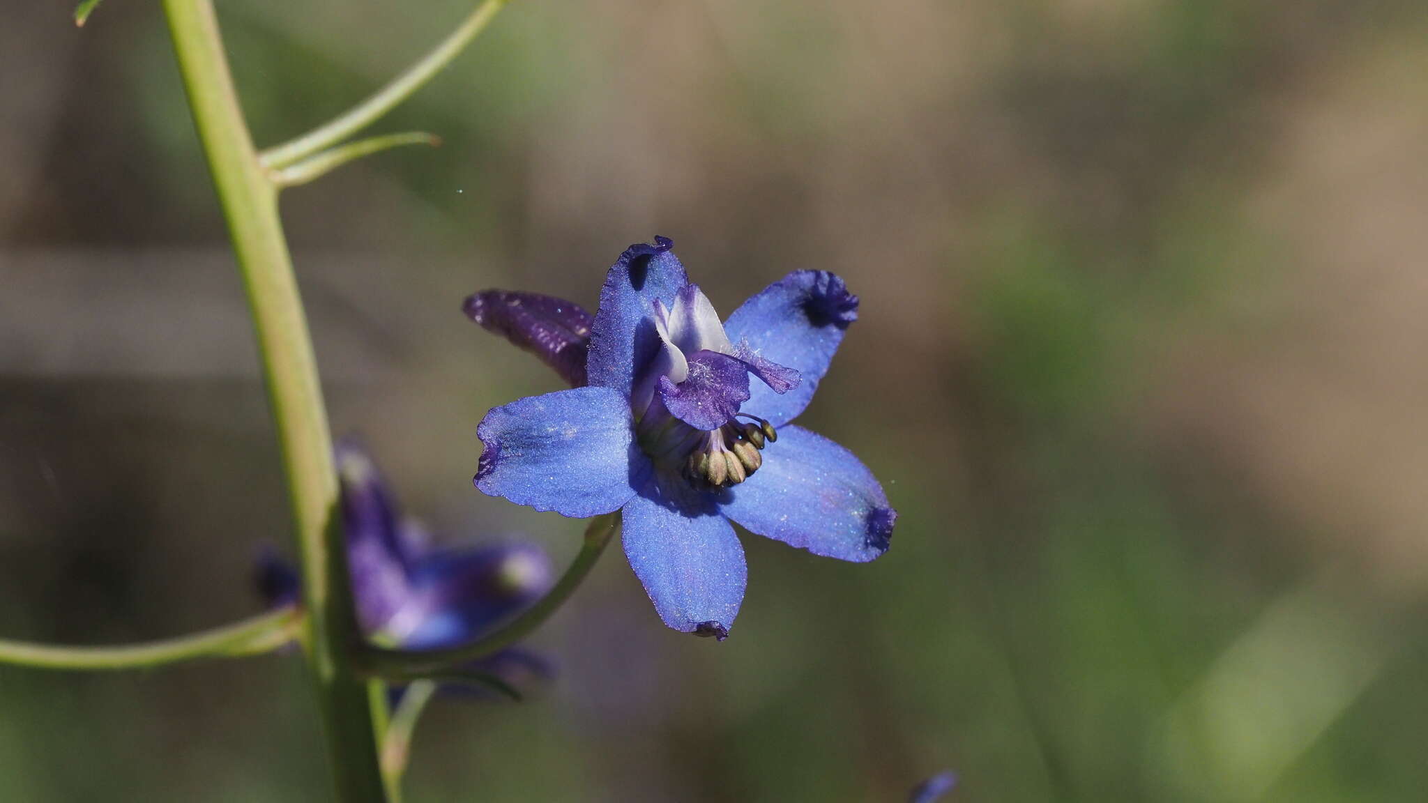 Delphinium patens subsp. hepaticoideum Ewan的圖片