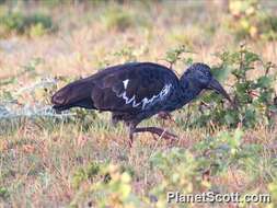 Image of Wattled Ibis