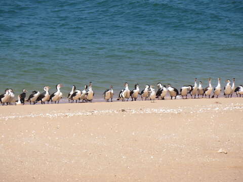 Image of Australian Pied Cormorant