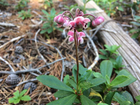 Image of pipsissewa