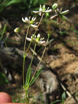 Image of Pharnaceum lanatum Bartl.