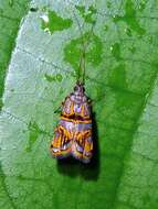 Image of Lecithocera biferrinella Walker 1864