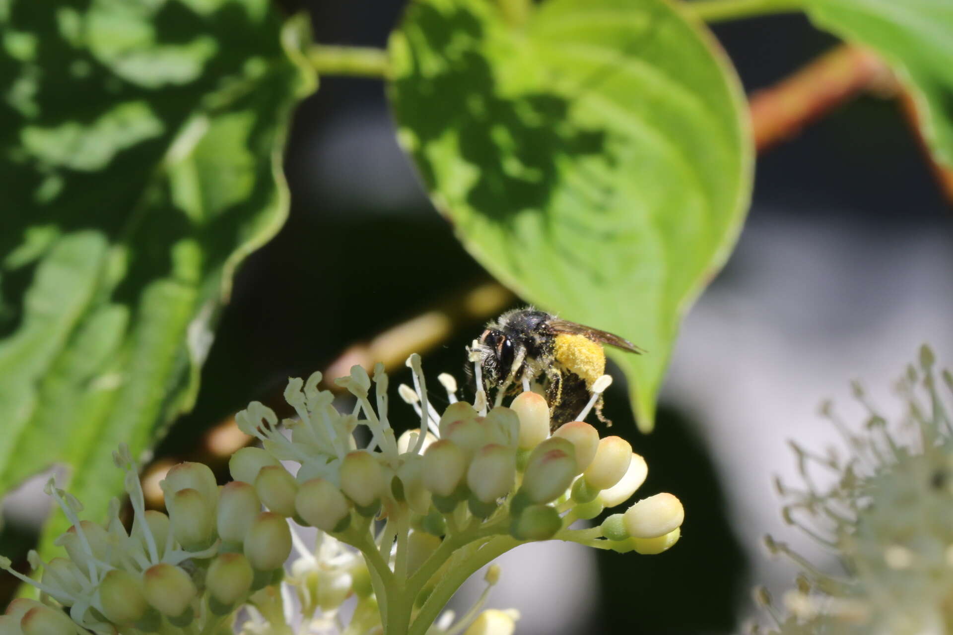 Andrena rufosignata Cockerell 1902 resmi