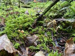 Imagem de Galerina vittiformis (Fr.) Singer 1950