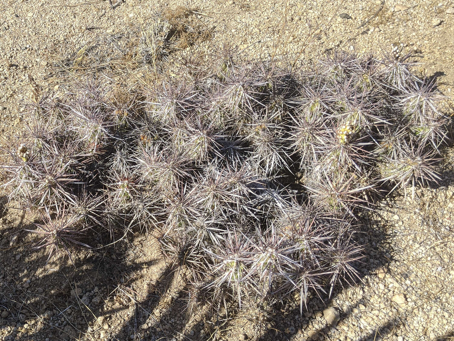 Image of <i>Corynopuntia parishii</i>