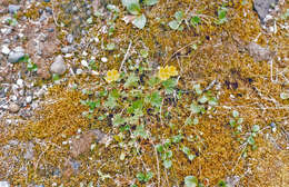 Image of Potentilla hyparctica Malte