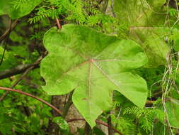 Image of Jatropha peltata Sessé