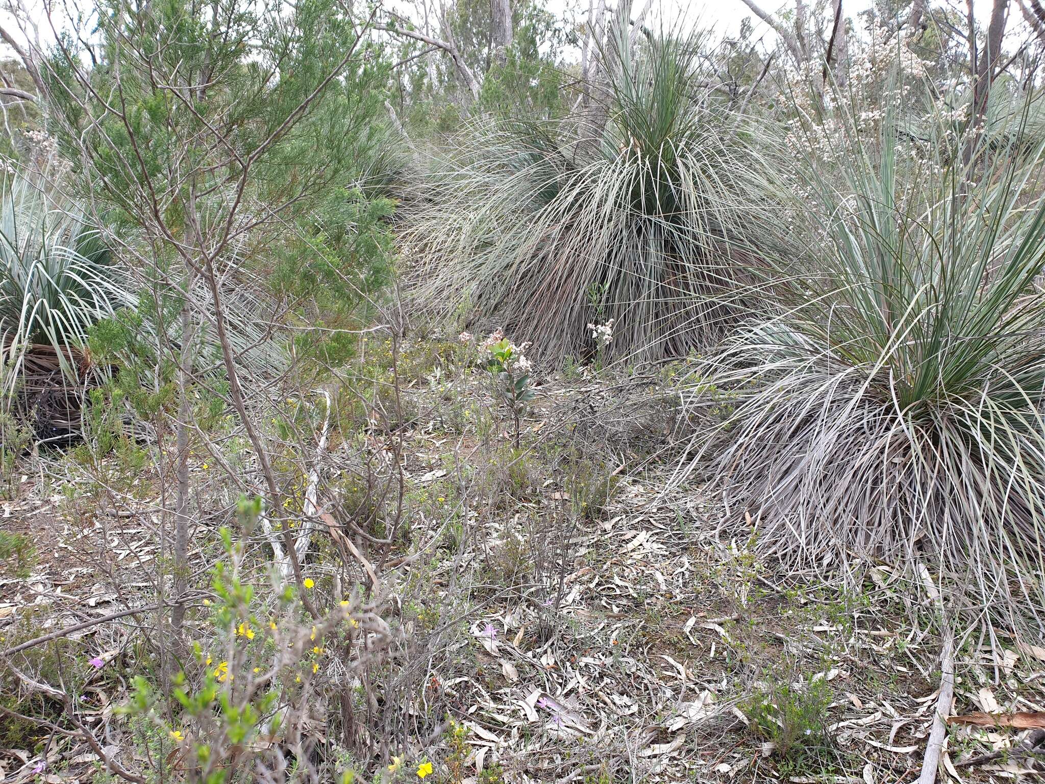 Image of Veined spider orchid