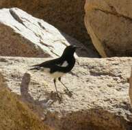 Image of Mountain Wheatear