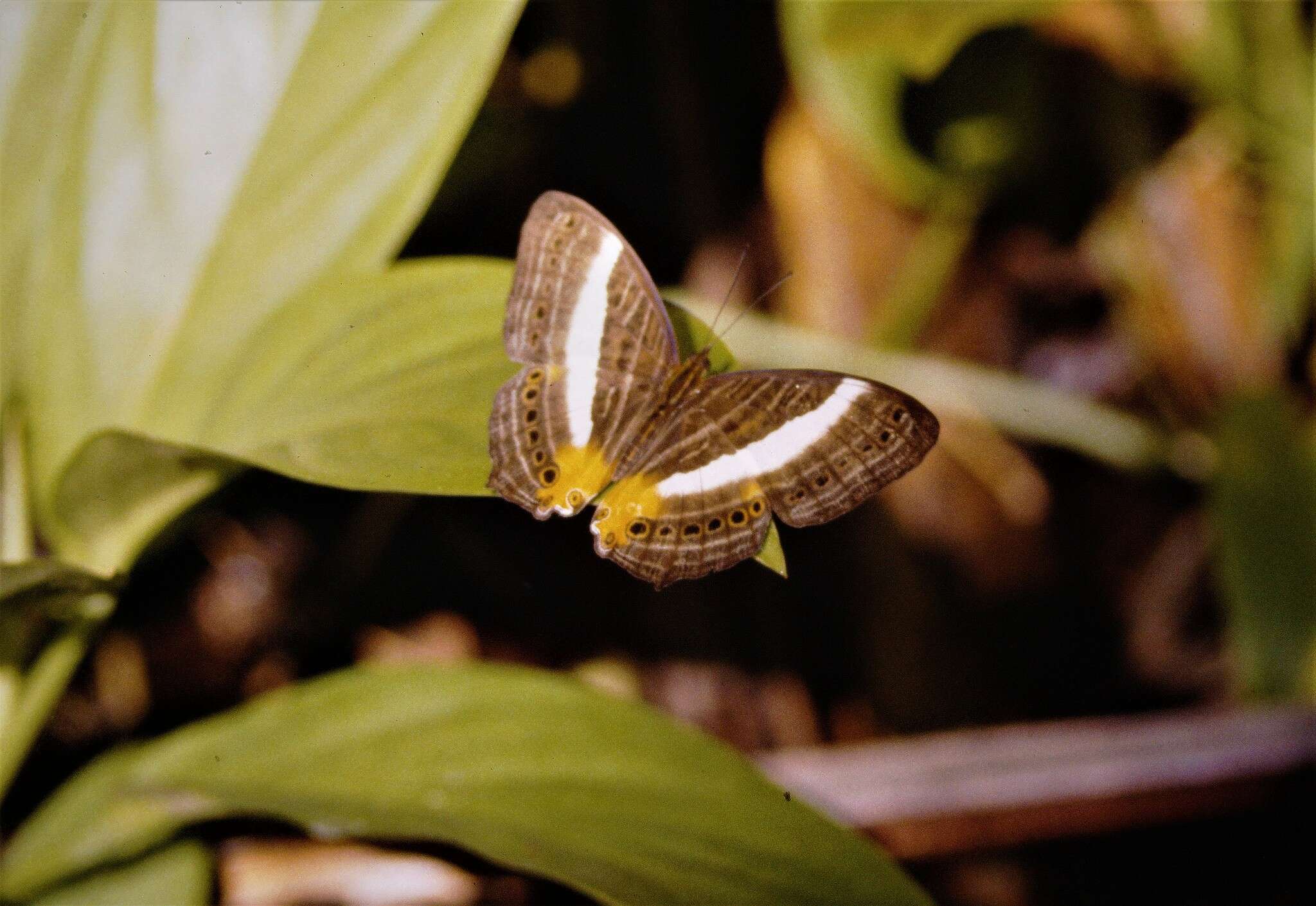 Слика од Cyrestis acilia Godart 1819