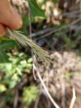 Image de Bromus texensis (Shear) Hitchc.