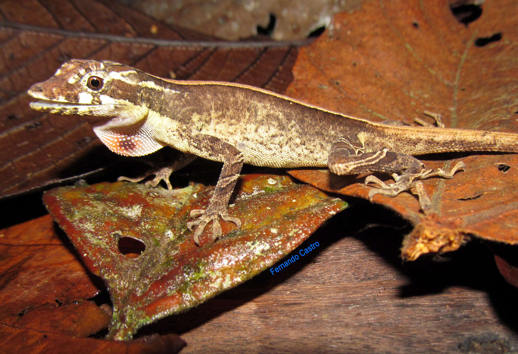 Image of Anolis lyra Poe, Velasco, Miyata & Williams 2009