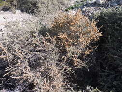 Image de Atriplex canescens (Pursh) Nutt.