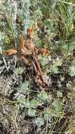 Image of clustered broomrape