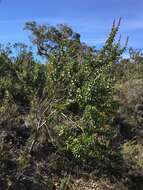 Image of Hakea cucullata R. Br.