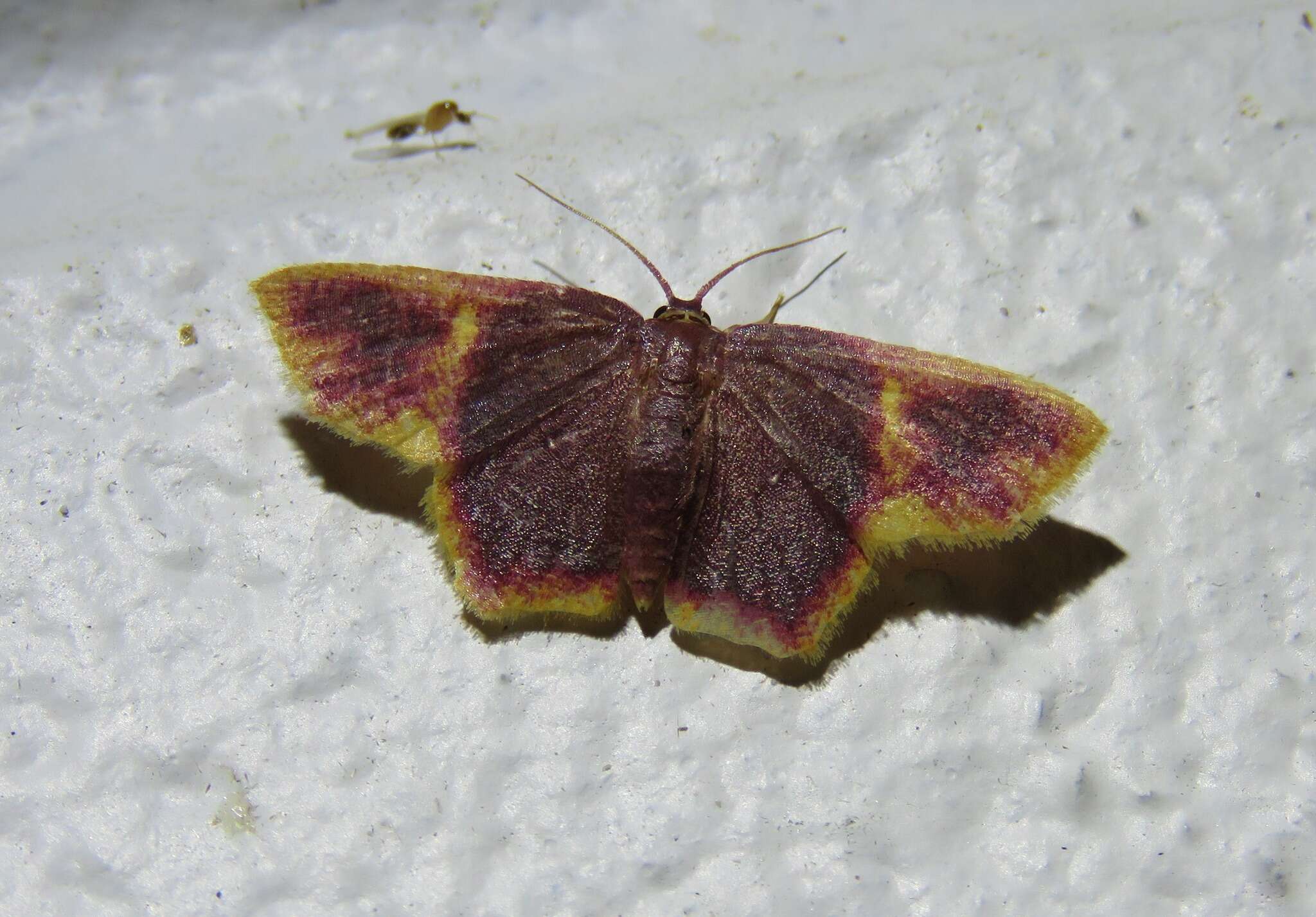 Image of Chrysocraspeda cruoraria Warren 1897