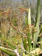 Image of Sambucus nigra L.