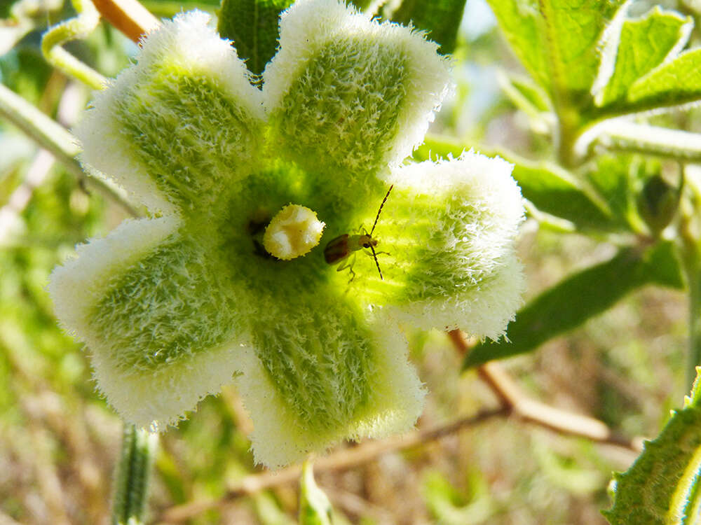 صورة Cayaponia bonariensis (Mill.) Mart. Crov.