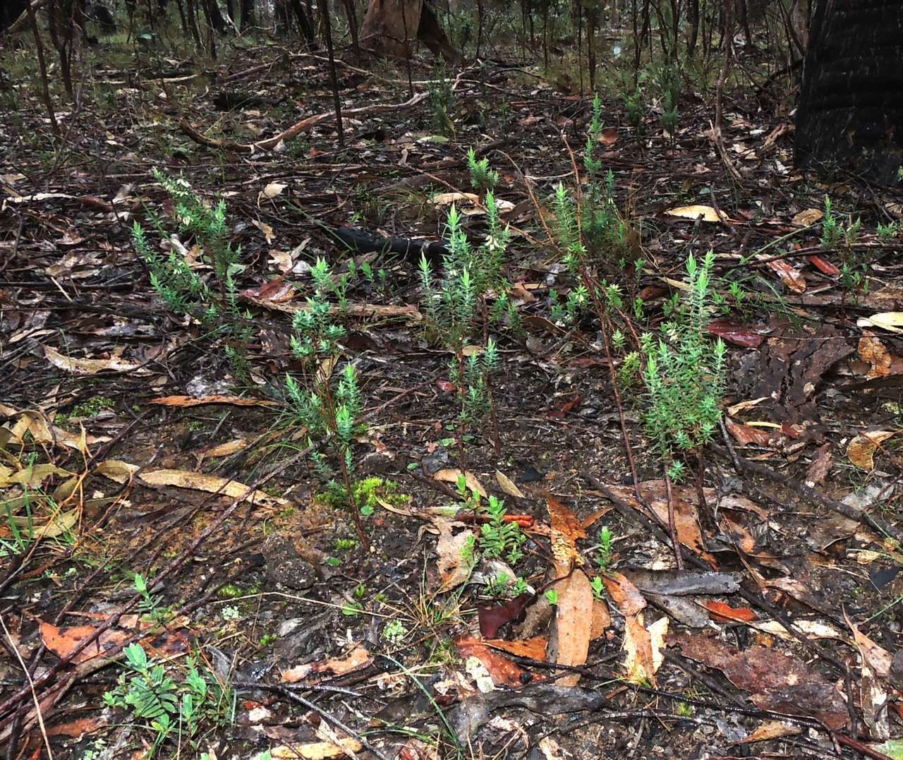 Image of Styphelia fletcheri subsp. brevisepala