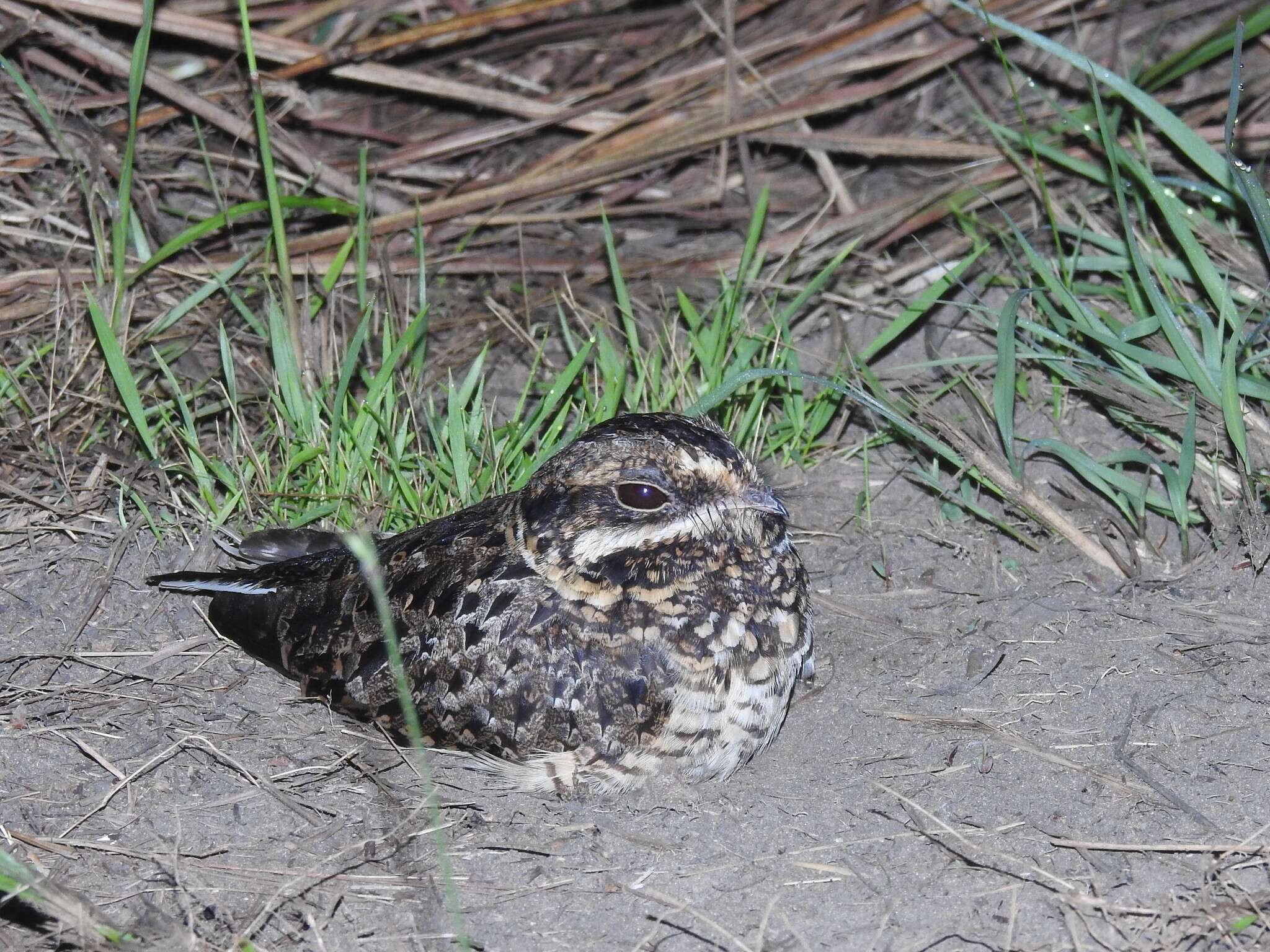 Image of Natal Nightjar