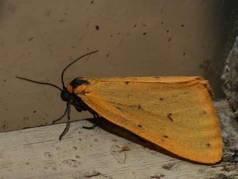 Imagem de Setina irrorella Linnaeus 1758