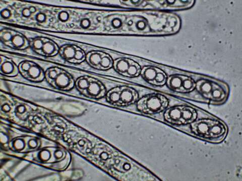 Plancia ëd Pachyella celtica (Boud.) Häffner 1993