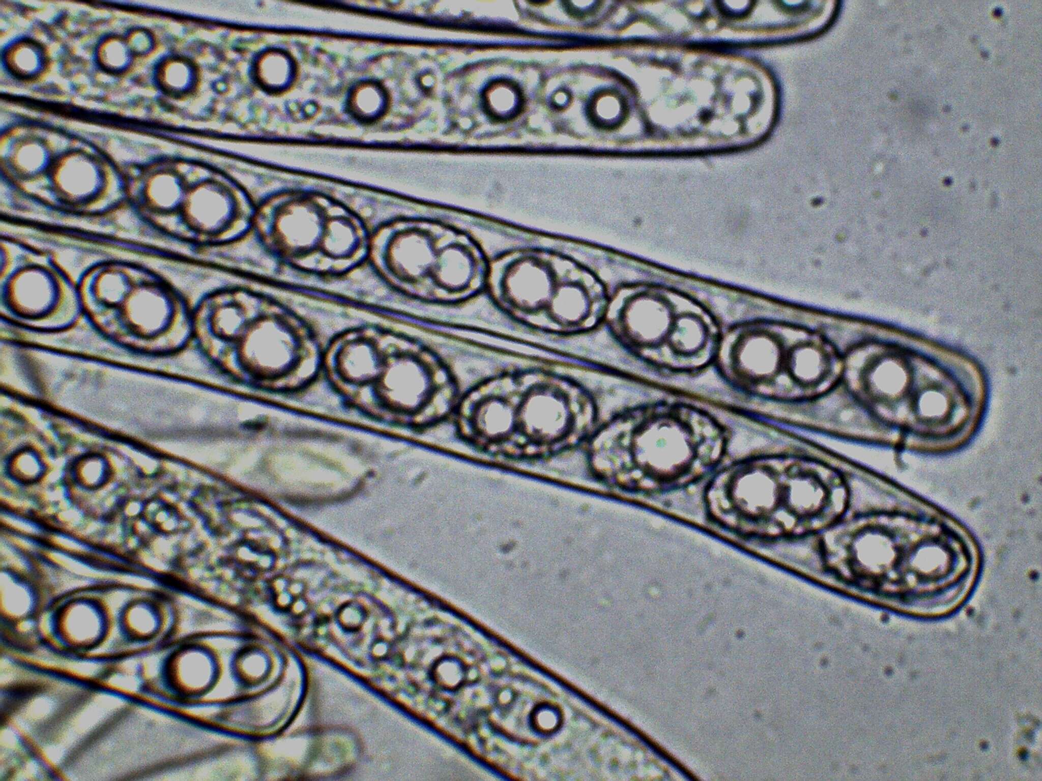 Imagem de Pachyella celtica (Boud.) Häffner 1993