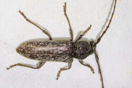 Image of Enaphalodes cortiphagus (Craighead 1923)