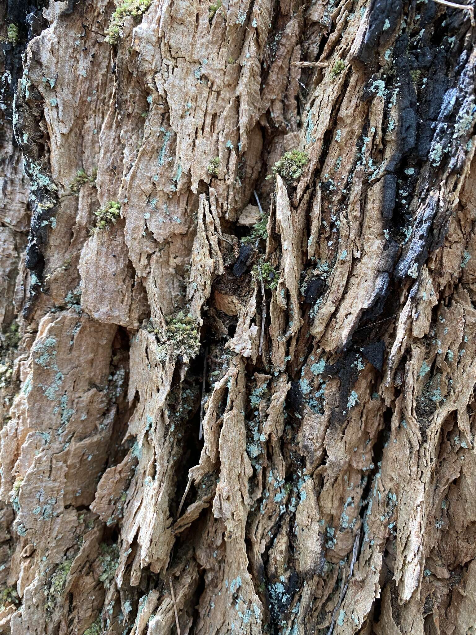 Image of Allocasuarina decussata (Benth.) L. A. S. Johnson