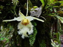 Image de Chondroscaphe embreei (Dodson & Neudecker) Rungius