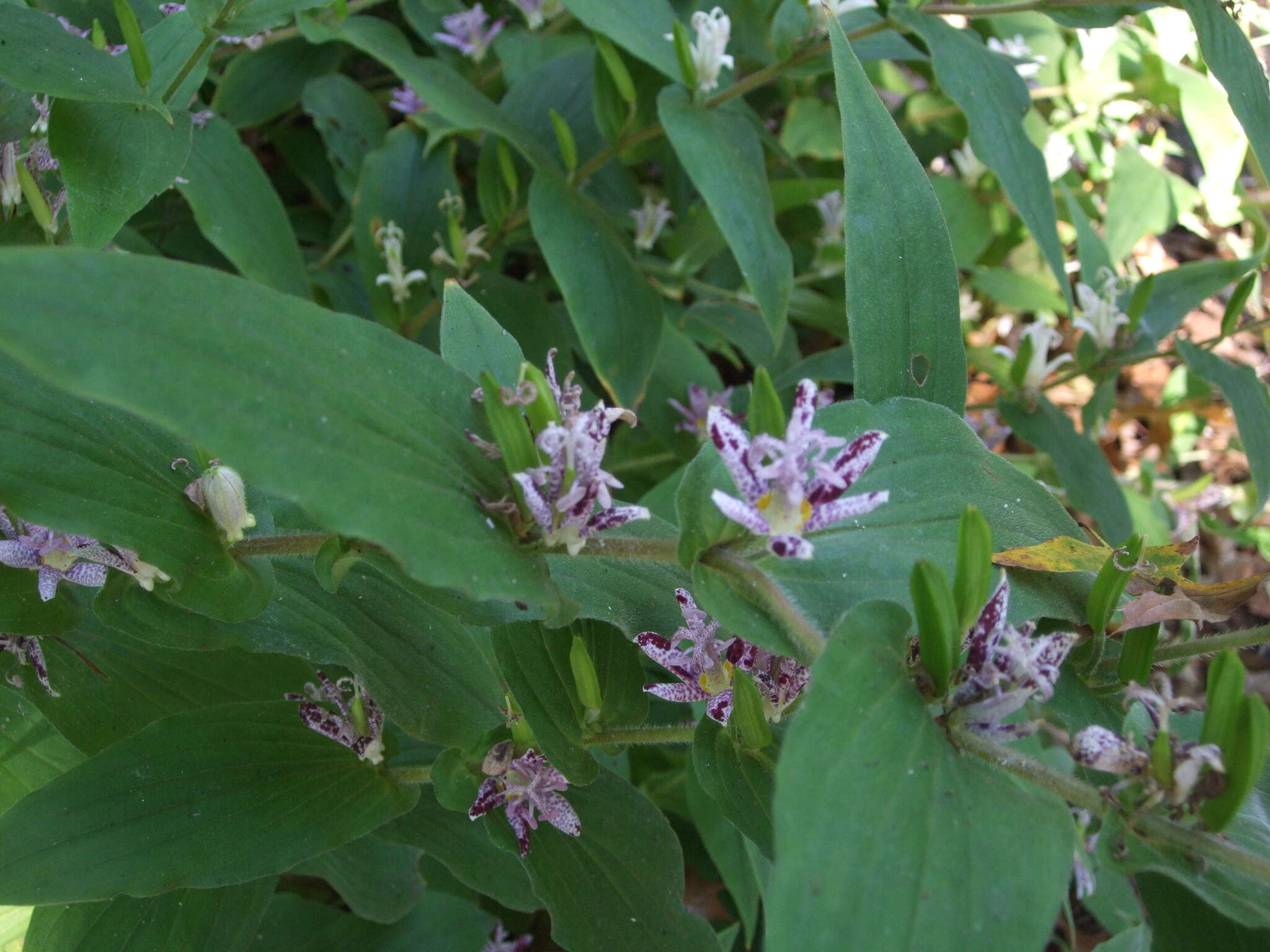 Image of toad lily