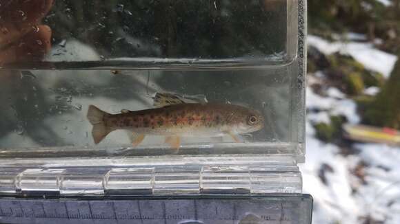 Image of Oncorhynchus clarkii clarkii