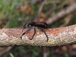 Image of Aegorhinus bulbifer Morrone 1994