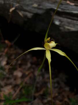 Image of Caladenia citrina Hopper & A. P. Br.