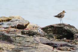 Image of Greater Sand Plover