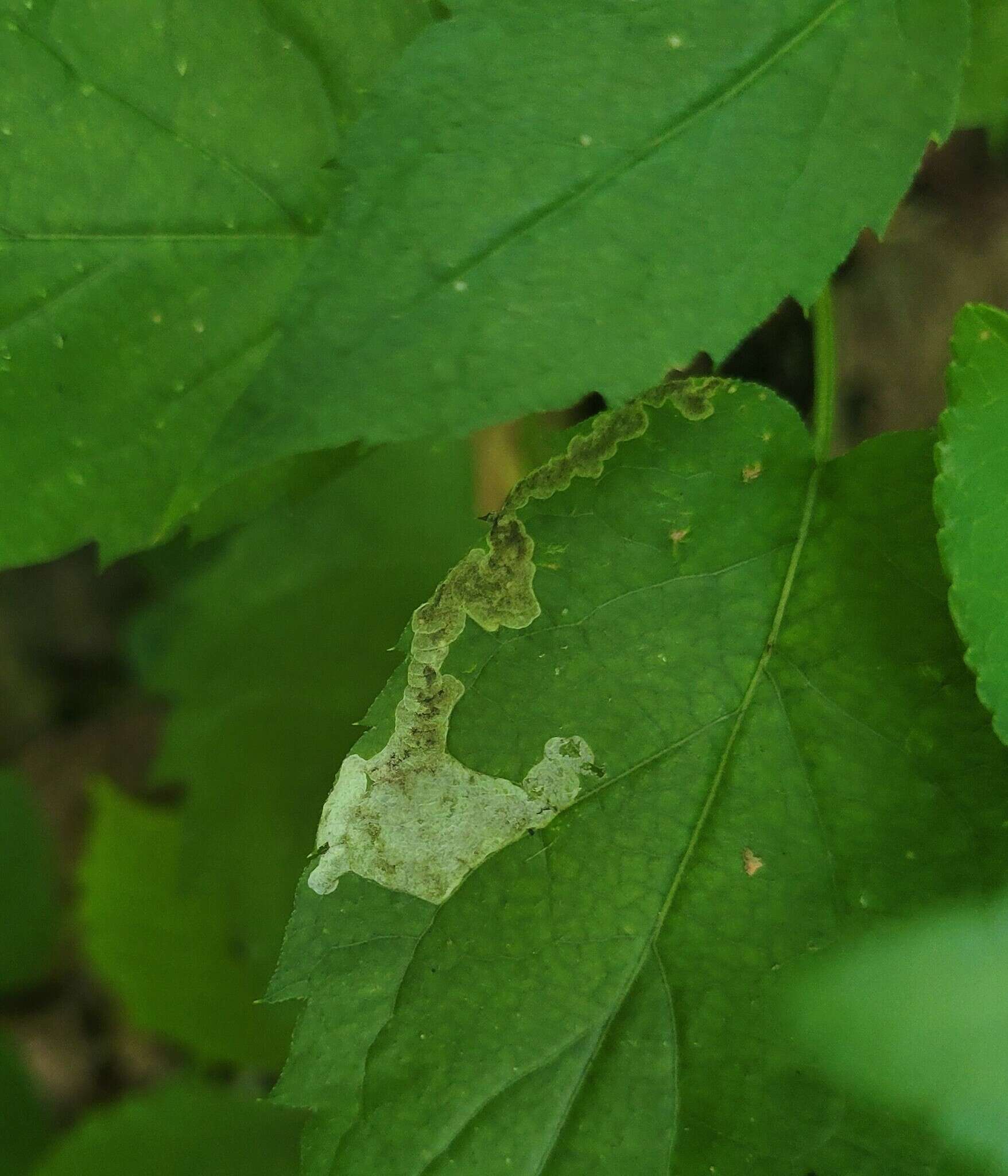 Image of <i>Liriomyza limopsis</i>