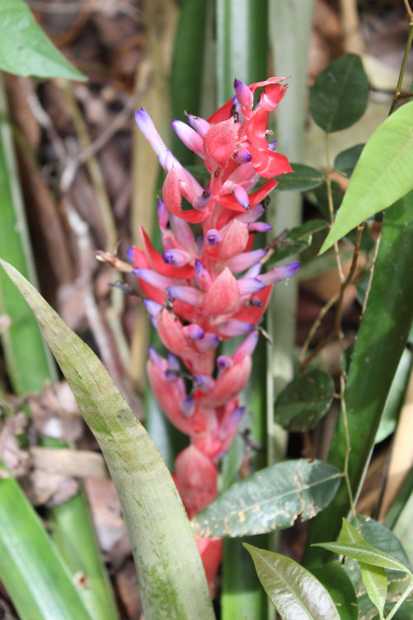 Aechmea vallerandii (Carrière) Erhardt, Götz & Seybold的圖片