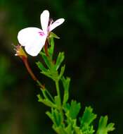 Image of Pelargonium ternatum (L. fil.) Jacq.