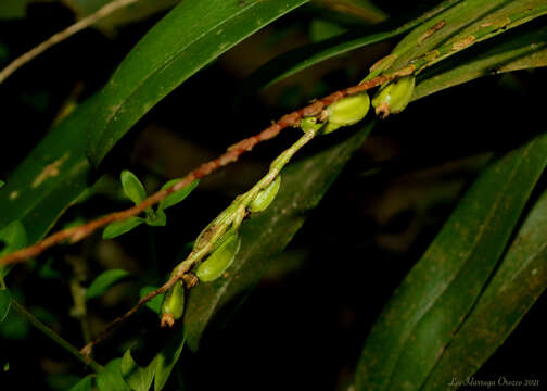 Слика од Stelis deregularis Barb. Rodr.