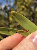 Image of Persoonia falcata R. Br.